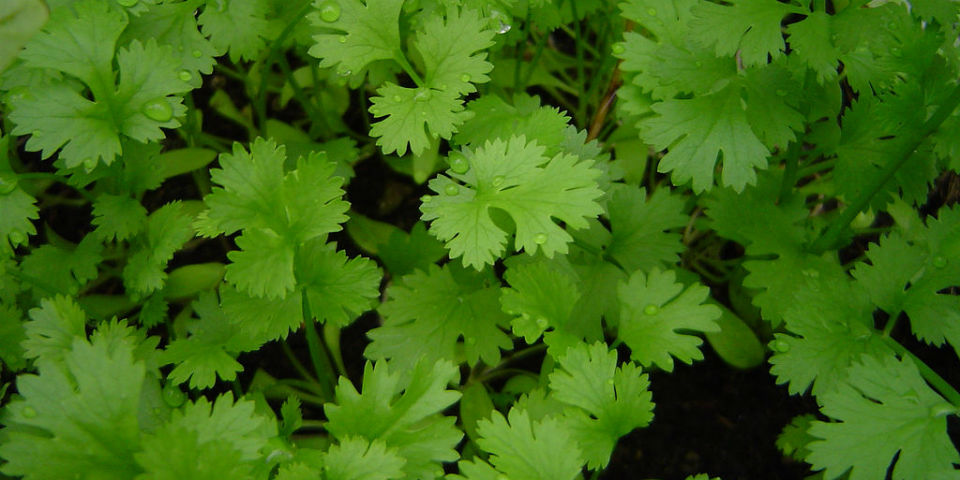 #50SaboresMexicanos Cilantro se escribe con "F" de fresco y fragante