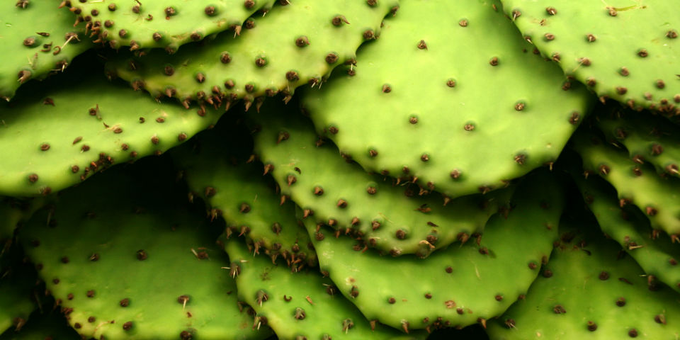 #50SaboresMexicanos Nada más mexicano que el nopal