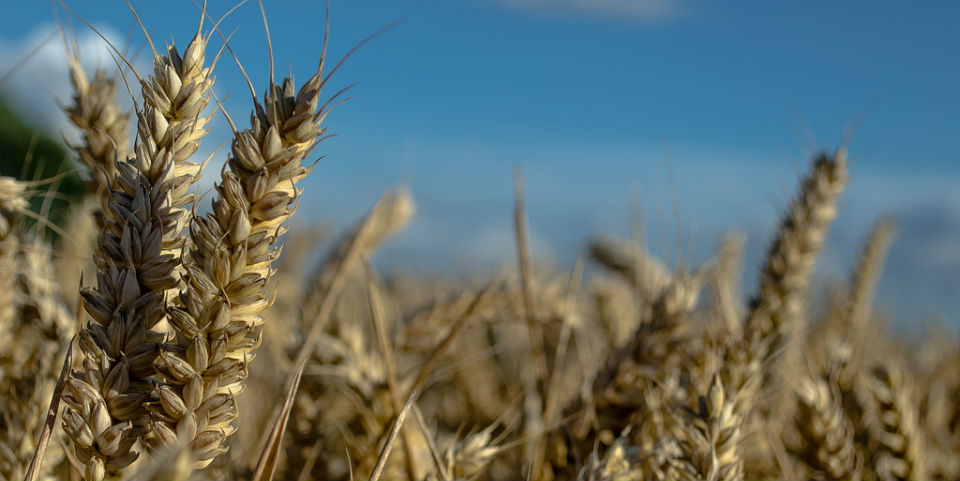 Agricultores en Kansas trabajan para crear trigo sin gluten