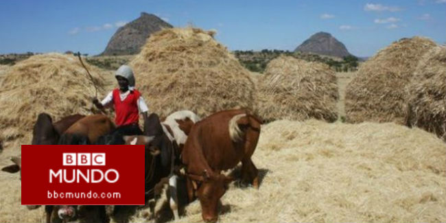 ¿Es este grano el próximo superalimento?