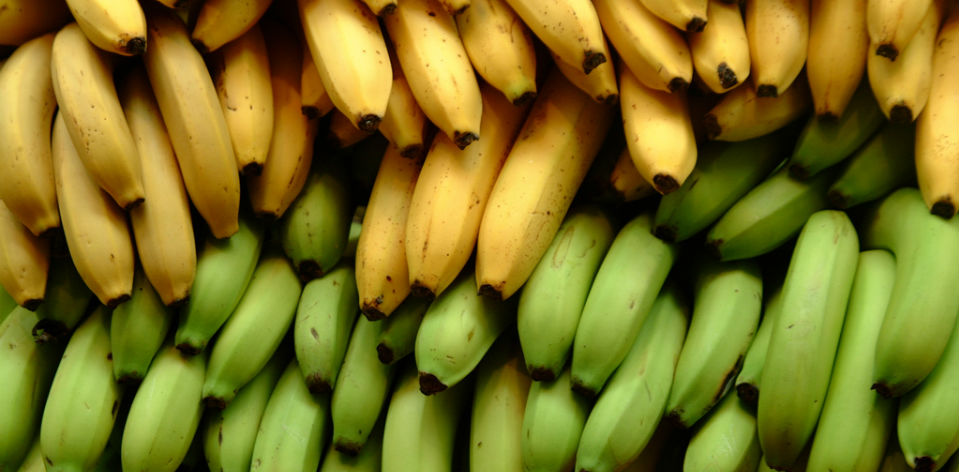 Un hongo podría terminar con las plantaciones de plátanos