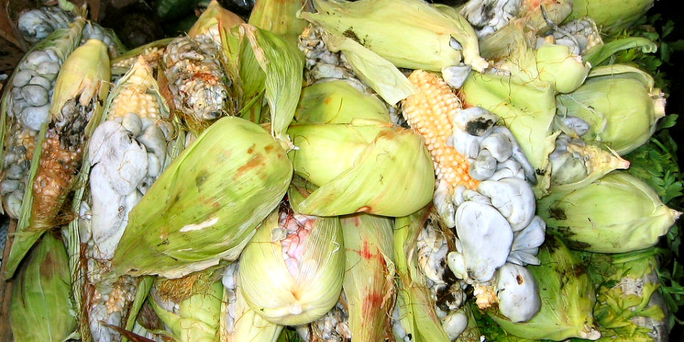 #50SaboresMexicanos Cuitlacoche, la trufa mesoamericana