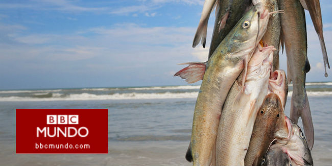 ¿Realmente comer pescado es tan bueno para la salud?