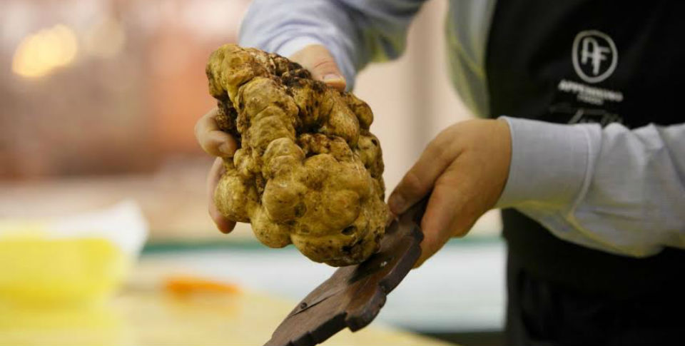 Hallan la trufa blanca más grande del mundo