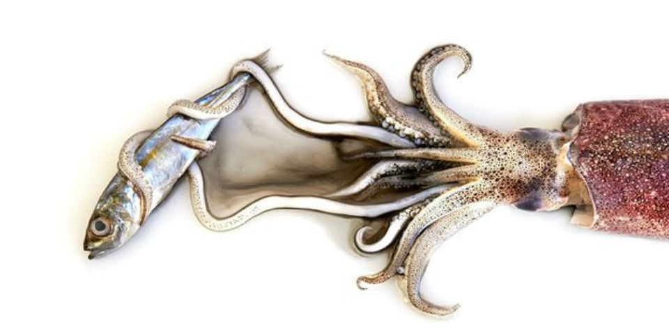 #FOTOGALERÍA Pink Lady Food, el concurso internacional de fotografía de alimentos