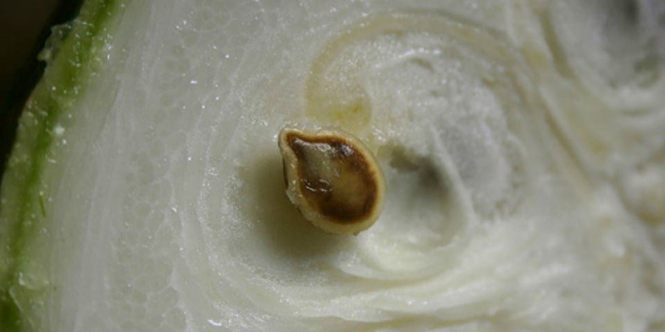 #50SaboresMexicanos El exuberante y versátil chilacayote