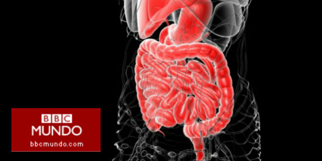 Cinco verdades que pueden sorprender sobre el aparato digestivo