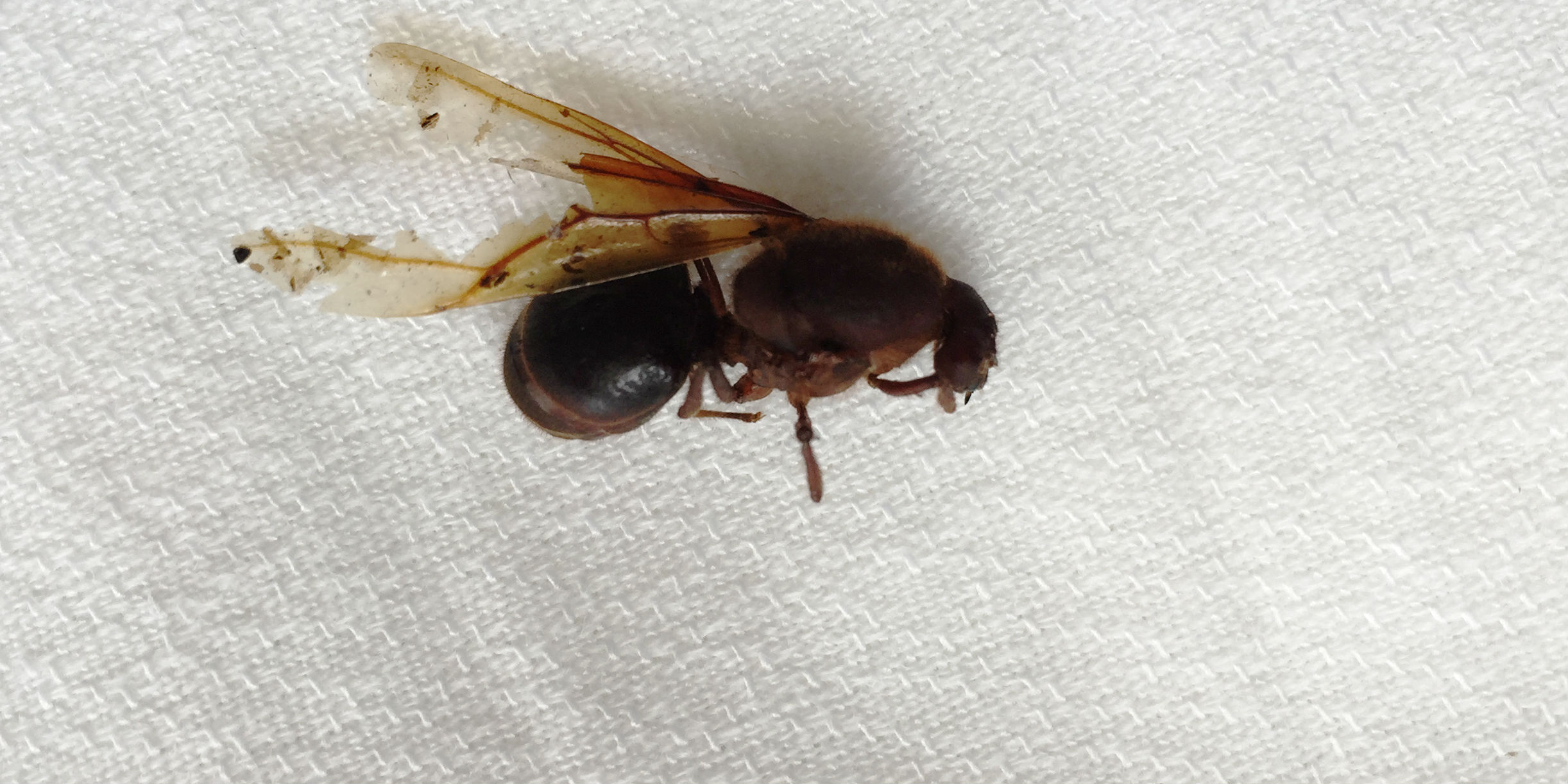 A la caza de las chicatanas