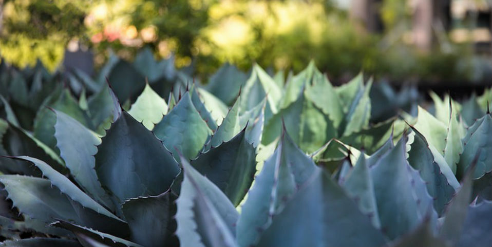 ﻿Raicilla: el destilado mexicano que se suma a la denominación de origen