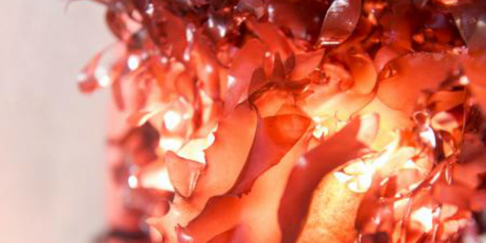 La asombrosa alga que sabe a tocino (y que podría quitarte los antojos si estás a dieta)