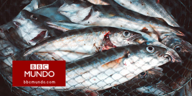 Arenque: bueno para el corazón, malo para los pulmones
