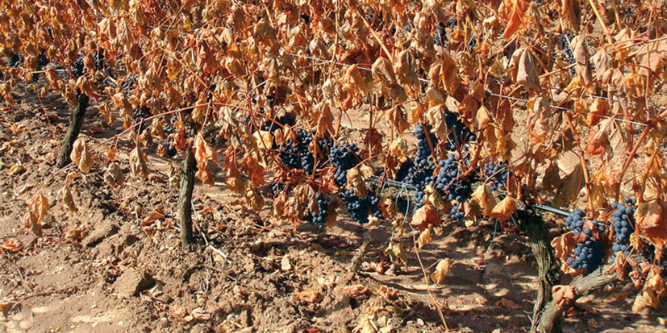 Mientras el mundo se calienta, ¡yo súper cool!