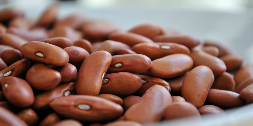 #50SaboresMexicanos Frijol, el pequeño soberano de la milpa mexicana