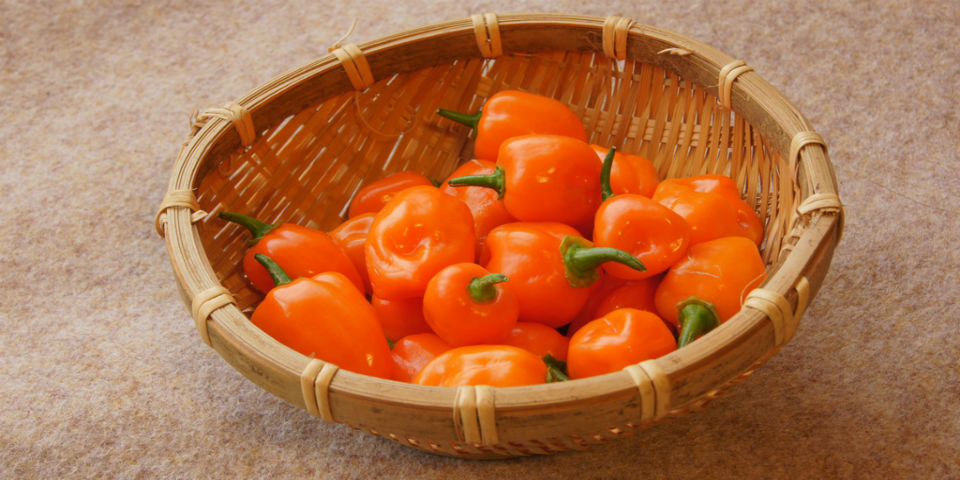 #50SaboresMexicanos Habanero, el diminuto chile que pica como los grandes