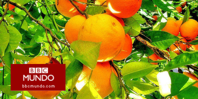 La maquiavélica estrategia de la plaga que nos está dejando sin naranjas