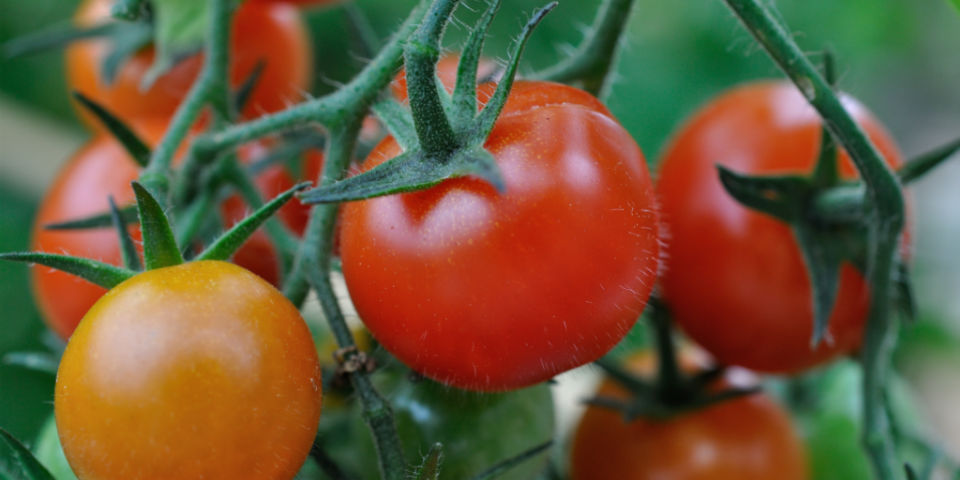 El jitomate y el mundo