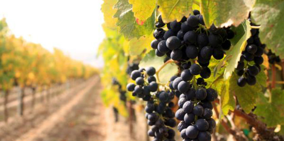 #AnimalGourmet del 15 al 21 de agosto