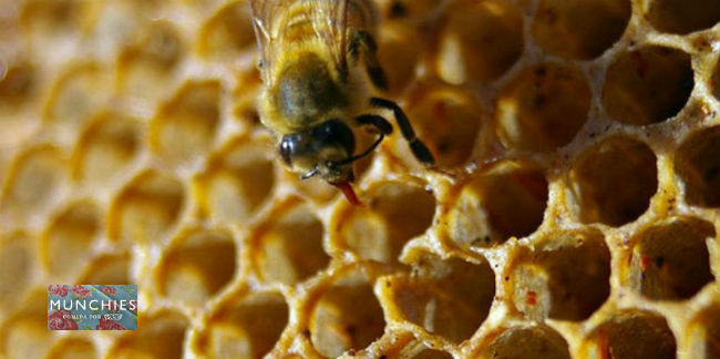 La miel producida por indígenas en México se enfrenta a un mejor futuro