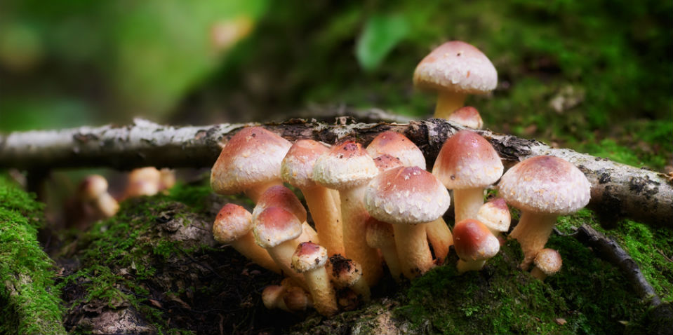 El maravilloso mundo que crean las esporas