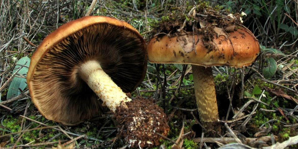 #AgendaGourmet del 10 al 16 de agosto