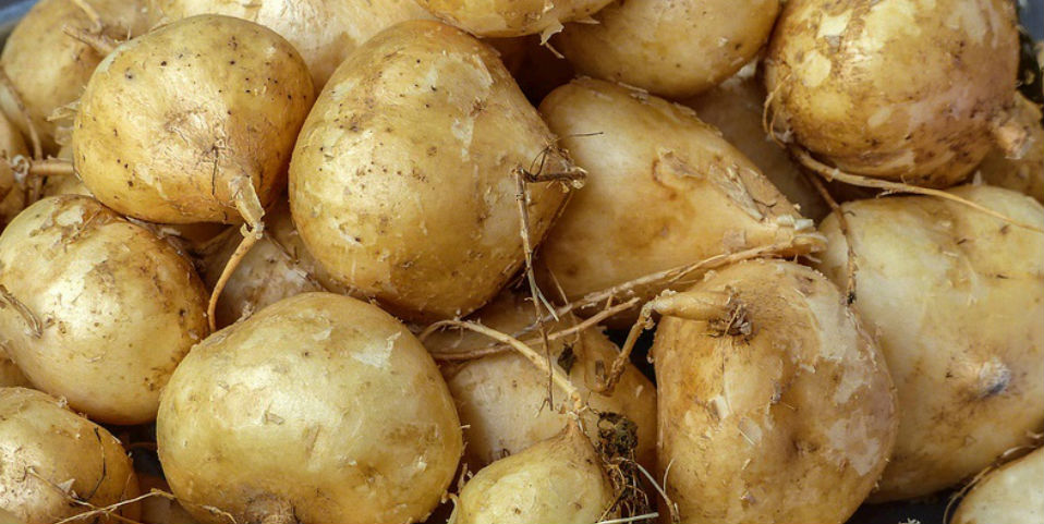 #50SaboresMexicanos La fresca y alegre jícama