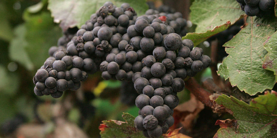 Syrah, Shiraz y Petite Sirah, ¿es lo mismo pero no es igual?
