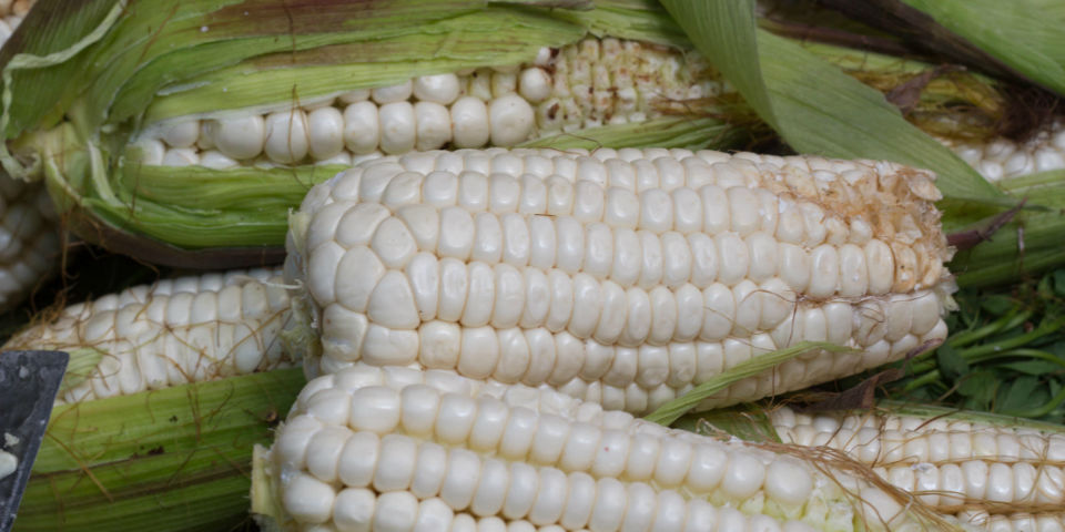 Día nacional del maíz, reflexiones sobre la milpa