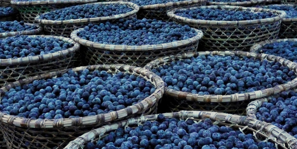 La maravilla de las bayas de açaí