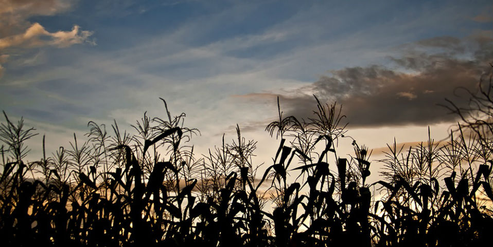 La milpa, un sistema sustentable