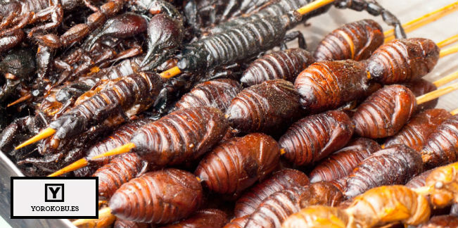 Alimentar al mundo con insectos