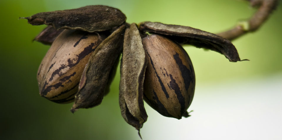 #50SaboresMexicanos El suave y delicado sabor de la nuez pecana