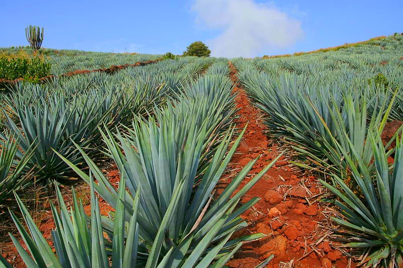 Ideas mexicanas: crear plástico a partir de los desechos del agave