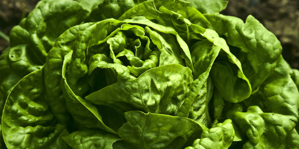 Comer lechugas es peor para el ambiente que el tocino: estudio