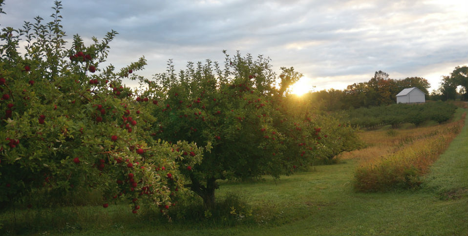 Alimentos en la COP21: la sustentabilidad hasta en la comida