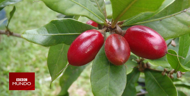 La "baya mágica": en busca del edulcorante perfecto