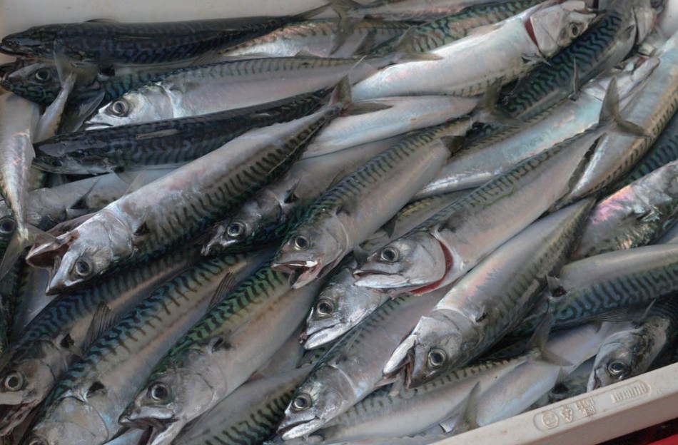 La pesca en México: si no hacemos nada en 20 años será un bonito recuerdo