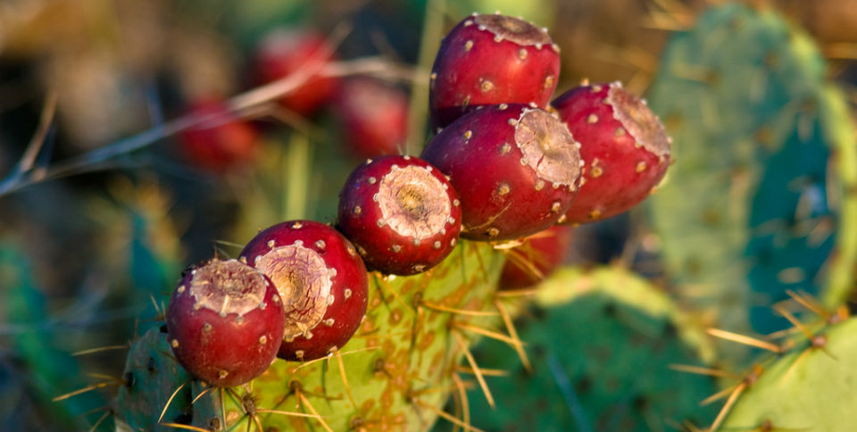 Sabores Mexicanos: el tesoro bajo las espinas, las tunas