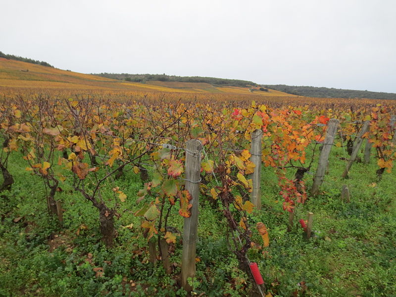 #CuriosaDeBaco Los míticos vinos de Romanée-Conti