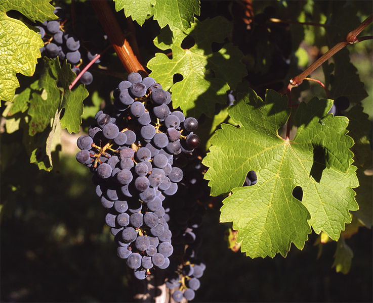 #CuriosaDeBaco La Cabernet Sauvignon, la monarca del vino