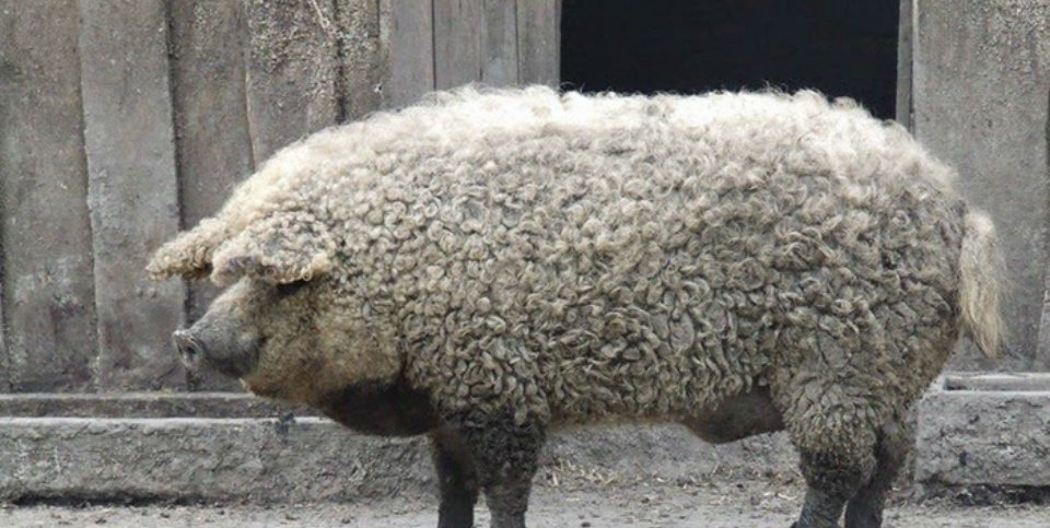 El cerdo peludo que se salvó de la extinción gracias a su carne