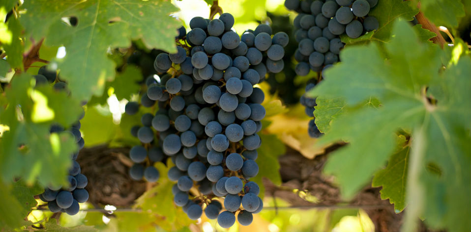 #CuriosaDeBaco El Malbec argentino: una historia de seducción