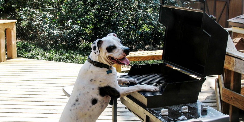 Lleva a tu perro a vivir una experiencia gourmet