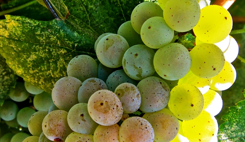 Albariño, el vino joven que acompaña al mar