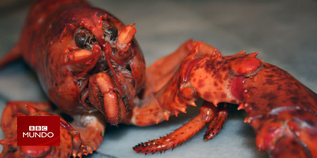 Cómo la langosta pasó de ser comida para cerdos a cena de ricos