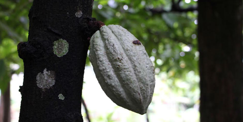 Gozar la experiencia sensorial del cacao en DRUPA
