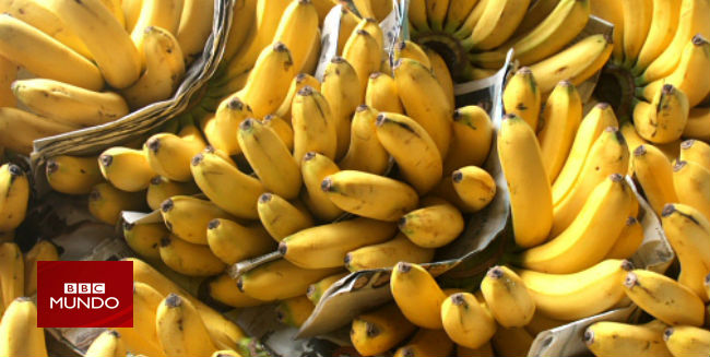 De dónde vienen las bananas y cómo el mal de Panamá está acabando con ellas