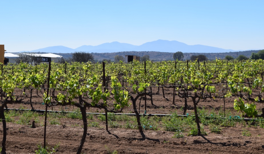 100 Vinos Mexicanos, un festival en Viñedos La Redonda
