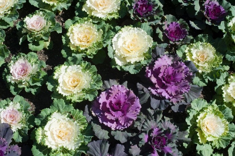 #Food4All ¿Cómo se podría alimentar a las 800 millones de personas que padecen hambre?