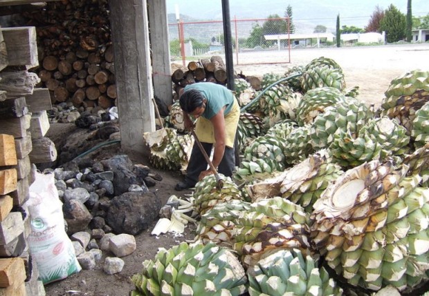 Los mezcales de Malinalco