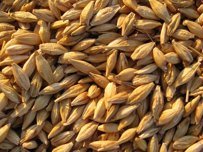 La cebada, sus beneficios y una #RECETA con pollo picante